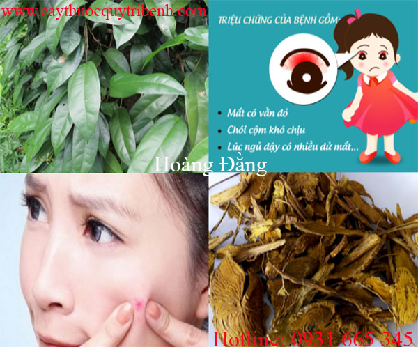 hoàng đằng