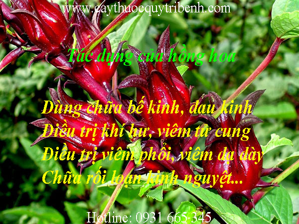 mua-hong-hoa-o-dau-tai-tp-hcm-uy-tin-nhat