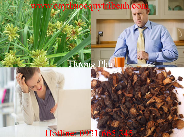 mua-huong-phu-o-dau-tai-tp-hcm