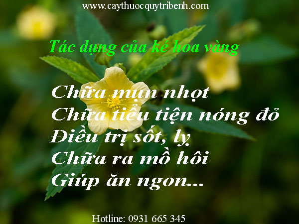 mua-ke-hoa-vang-o-dau-tai-tp-hcm-uy-tin-nhat
