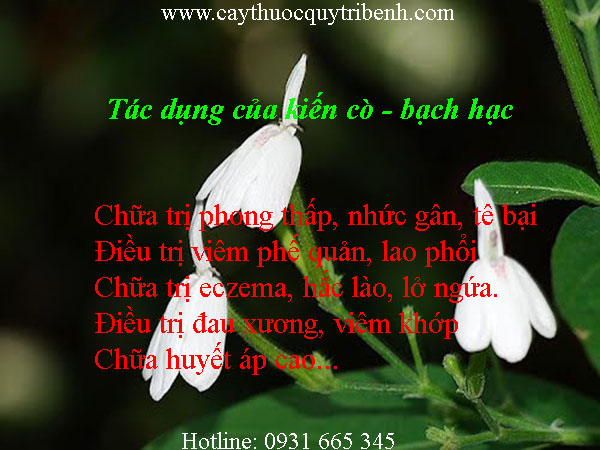 kiến cò bạch hạt
