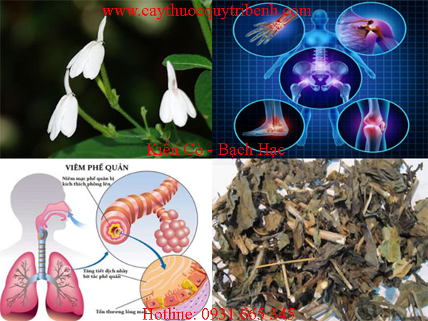 kiến cò bạch hạt
