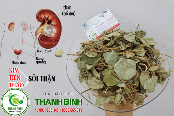 kim tiền thảo thanh bình