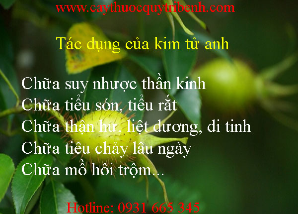 mua-kim-tu-anh-o-dau-tai-tp-hcm-uy-tin-nhat