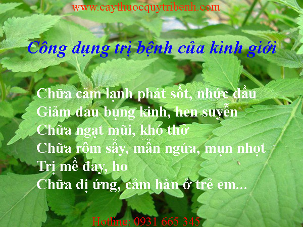 mua-kinh-gioi-o-dau-tai-tp-hcm-uy-tin-nhat