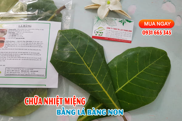 lá bàng non Thảo Dược Thanh Bình