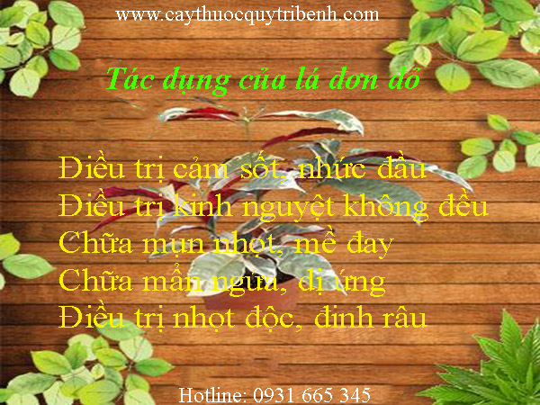 mua-la-don-do-o-dau-tai-tp-hcm-uy-tin-nhat