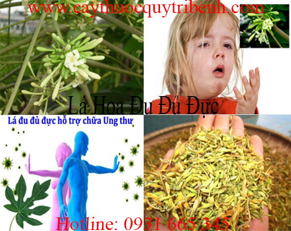 lá hoa đu đủ đực