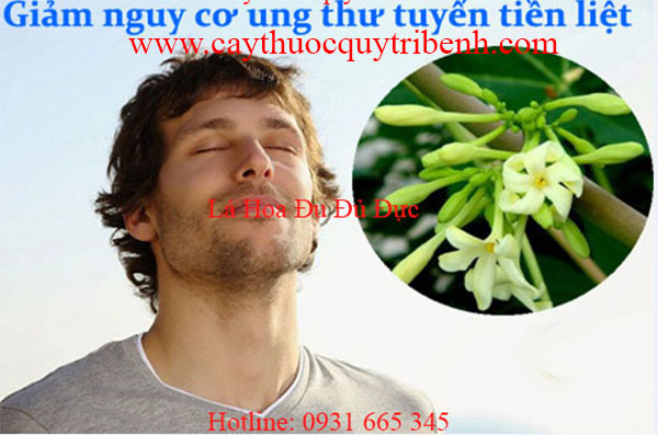 lá hoa đu đủ đực