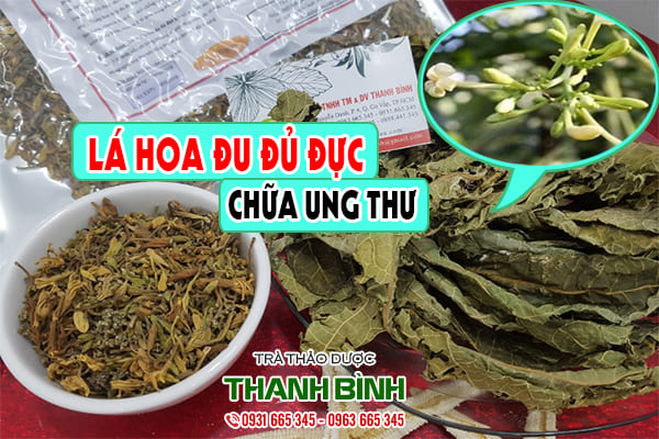 lá hoa đu đủ đực thanh bình