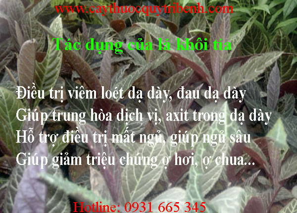 mua-la-khoi-tia-o-dau-tai-tp-hcm-uy-tin-nhat