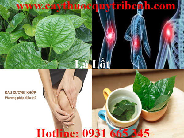 lá lốt