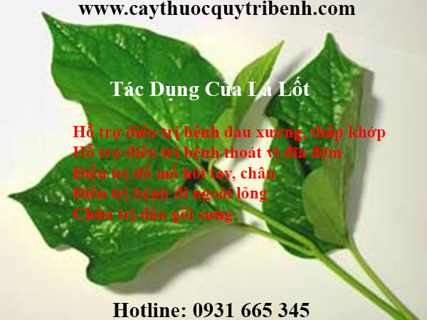 lá lốt