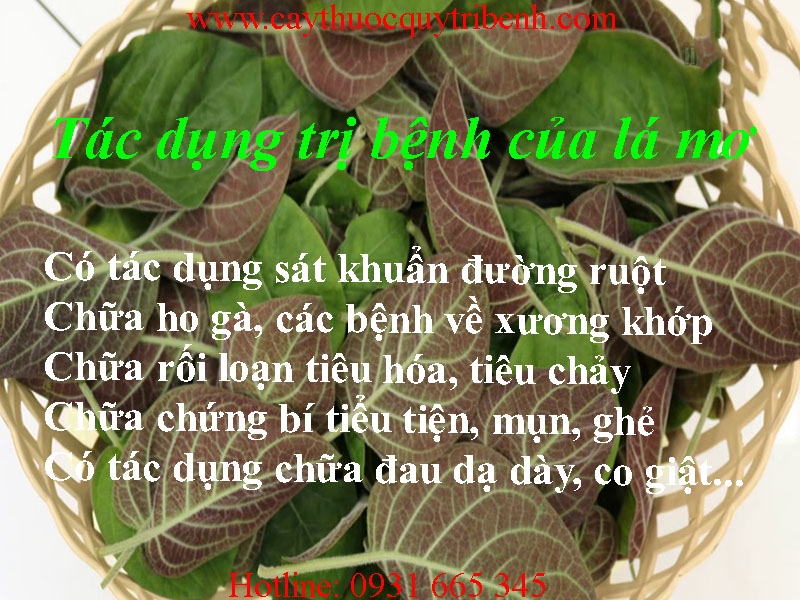 mua-la-mo-o-dau-tai-tp-hcm-uy-tin-nhat