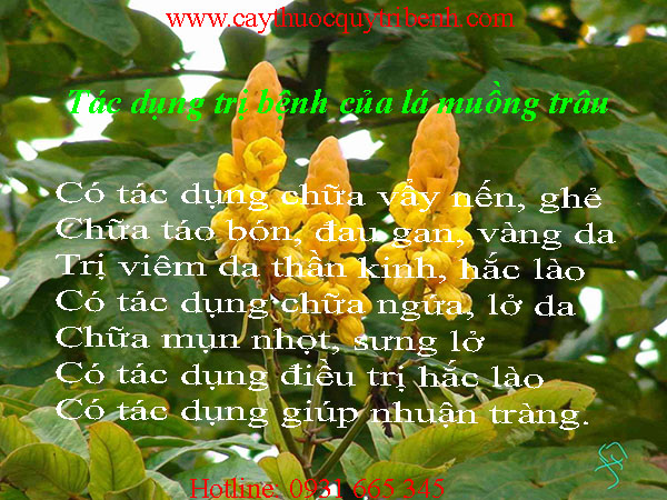 mua-la-muong-trau-o-dau-tai-tp-hcm-uy-tin-nhat