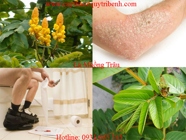 mua-la-muong-trau-o-dau-tai-tp-hcm-uy-tin