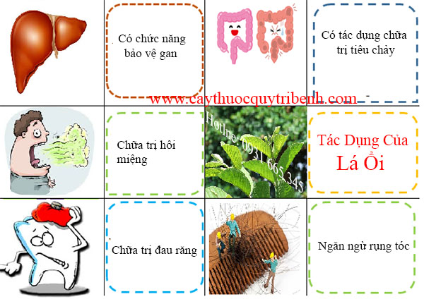 mua-la-oi-chat-luong-tai-tp-hcm