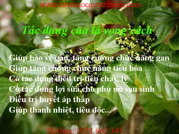 lá vọng cách