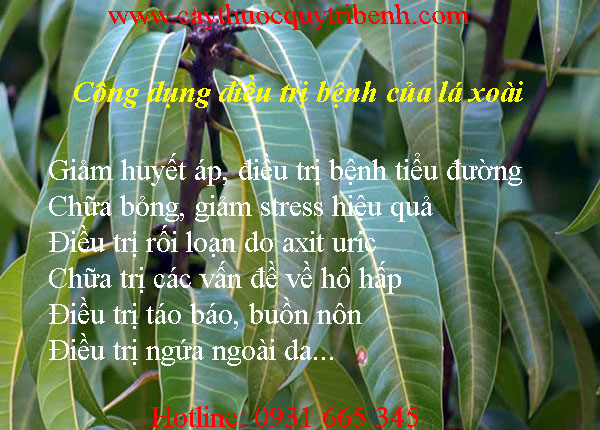 mua-la-xoai-o-dau-tai-tp-hcm-uy-tin