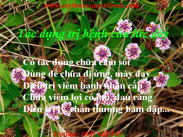 mua-luc-day-o-dau-tai-tp-hcm-uy-tin-nhat