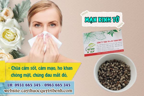 mạn kinh tử Thảo Dược Thanh Bình