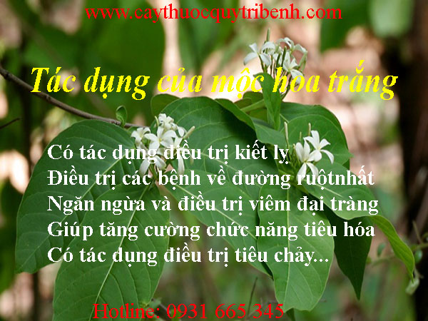 mua-moc-hoa-trang-o-dau-tai-tp-hcm-uy-tin-nhat