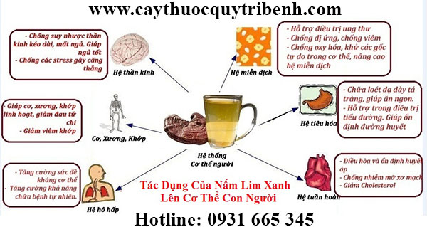 nấm lim chi xanh