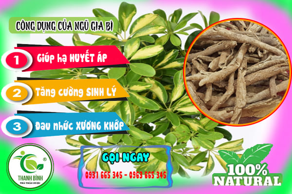 ngũ gia bì thanh bình