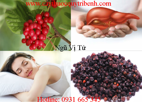 mua-ngu-vi-tu-o-dau-tai-tp-hcm-uy-tin
