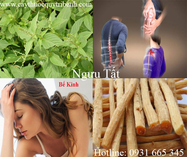 mua-nguu-tat-tai-tp-hcm-chat-luong-nhat