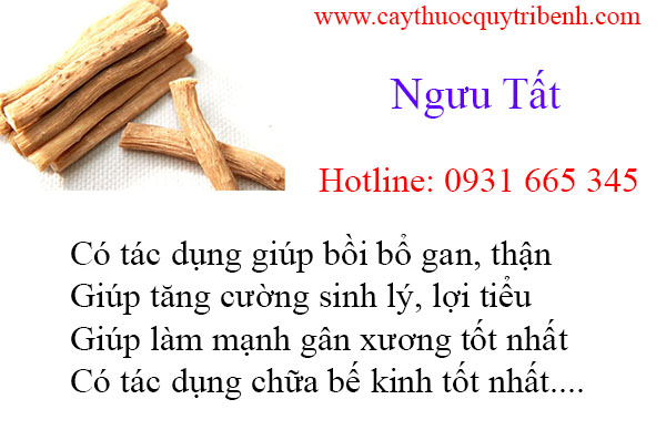 mua-nguu-tat-tai-tp-hcm-uy-tin-chat-luong-nhat