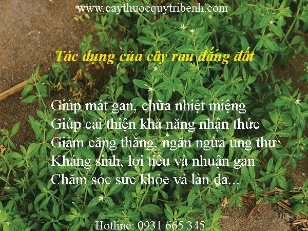 rau đắng