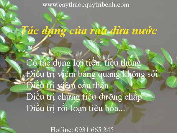 mua-rau-dua-nuoc-o-dau-tai-tp-hcm-uy-tin-nhat