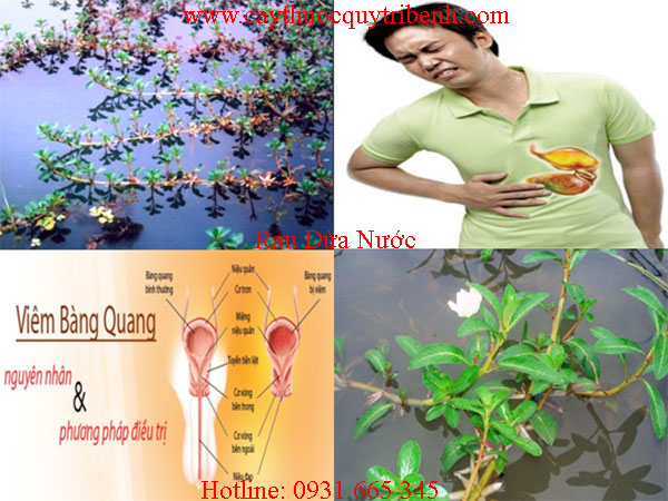 mua-rau-dua-nuoc-o-dau-tai-tp-hcm