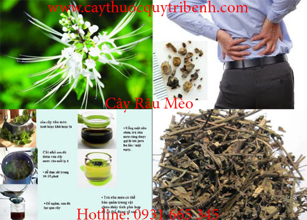cây râu mèo