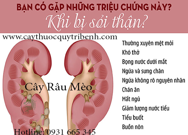 râu mèo