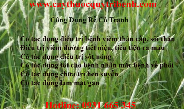 rễ cỏ tranh