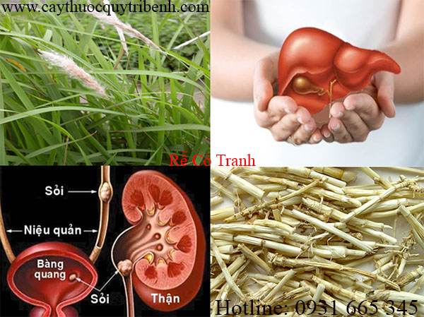 rễ cỏ tranh