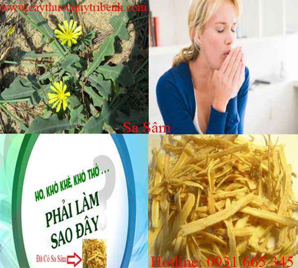 mua-sa-sam-chat-luong-tai-tp-hcm