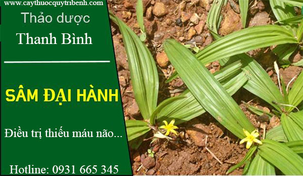 sâm đại hành