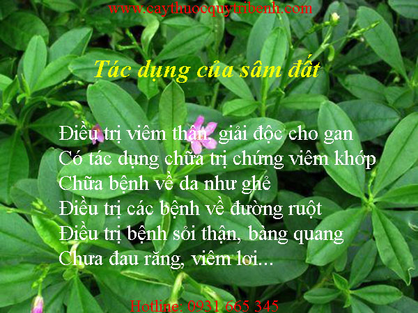 mua-sam-dat-o-dau-tai-tp-hcm-uy-tin-nhat