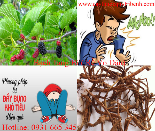 mua-tang-bach-bi-tai-tp-hcm-chat-luong-nhat