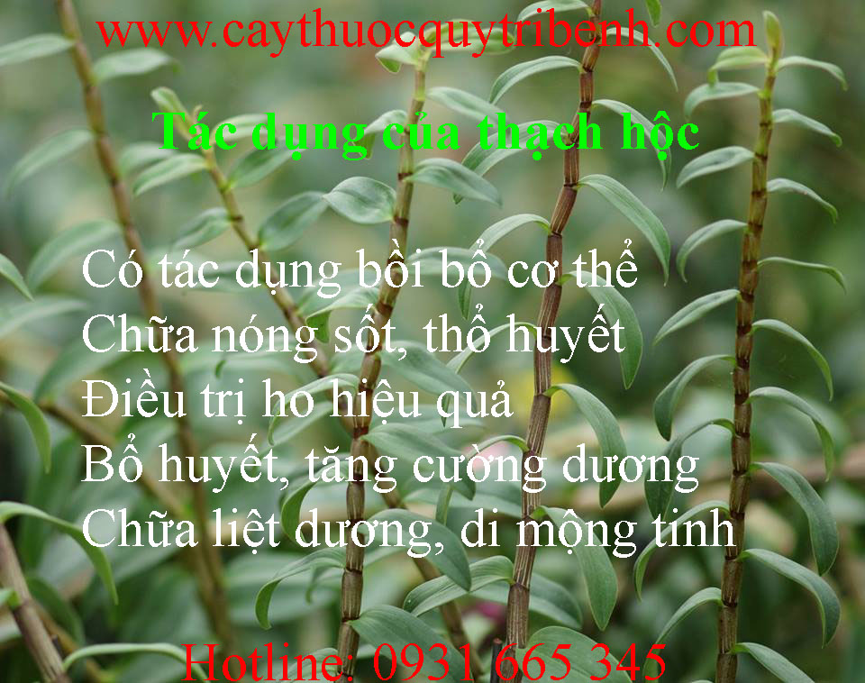 thạch hộc