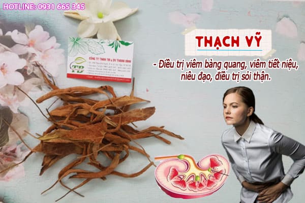 thạch vỹ thảo dược thanh bình