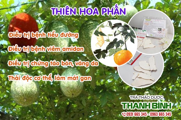 Thiên hoa phấn Thảo Dược Thanh Bình