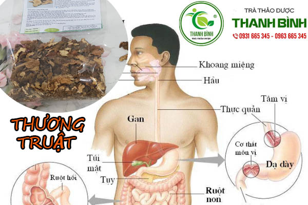 Thương truật