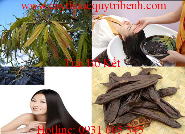 trái bồ kết