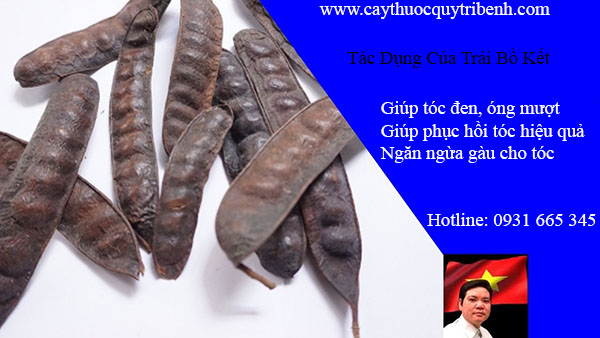 trái bồ kết