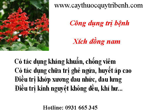 mua-xich-dong-nam-o-dau-tai-tp-hcm-uy-tin-nhat