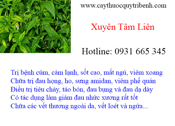 mua-xuyen-tam-lien-tai-tp-hcm-chat-luong-nhat